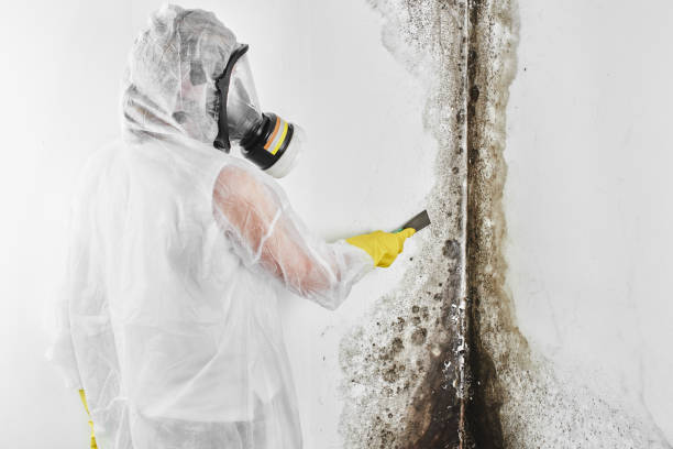 Best Certified Mold Removal  in Buckeystown, MD