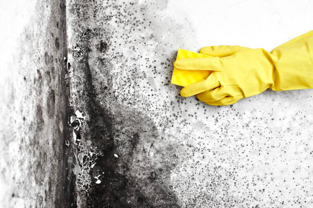 Best Mold Cleaning Services  in Buckeystown, MD