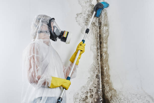 Certified Mold Removal in Buckeystown, MD