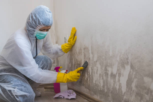 Best Mold Removal Process  in Buckeystown, MD