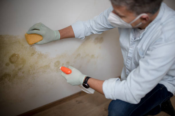 Best Mold Damage Repair  in Buckeystown, MD
