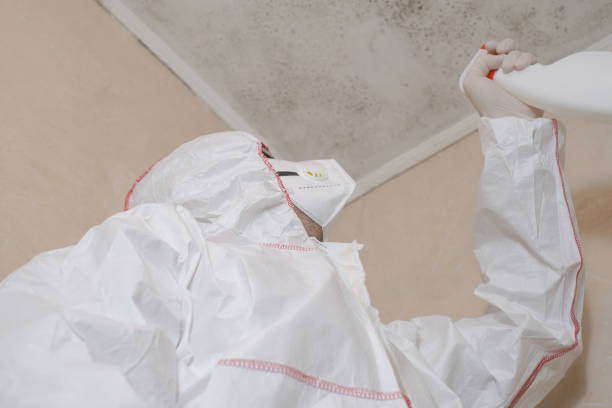 Best Toxic Mold Removal  in Buckeystown, MD