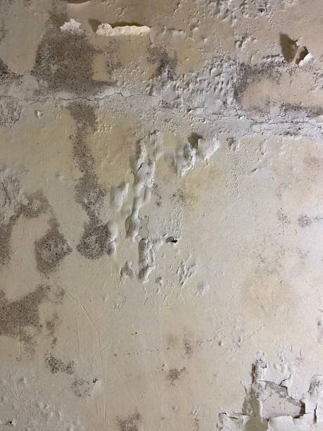 Best Mold Testing  in Buckeystown, MD