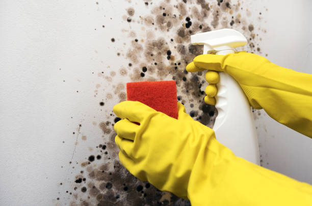 Best Commercial Mold Removal  in Buckeystown, MD