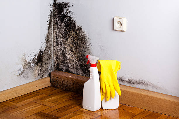 Best Mold Damage Repair  in Buckeystown, MD