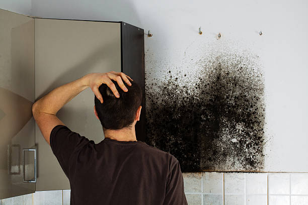 Best Mold Removal Process  in Buckeystown, MD