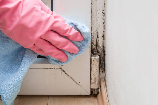 Best Home Mold Removal  in Buckeystown, MD