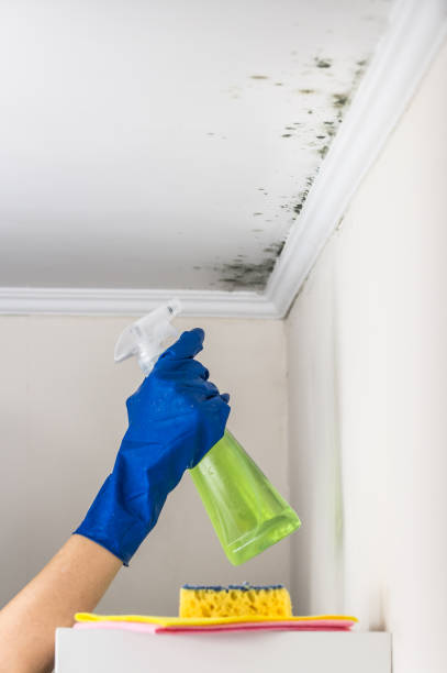 Best Emergency Mold Removal  in Buckeystown, MD