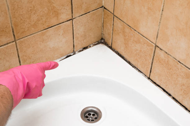 Trusted Buckeystown, MD Mold Removal Experts